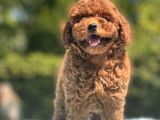 Mi̇ni̇ Boy Toy Poodle Bebekler