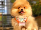 Orange Di̇şi̇ Pomerani̇an Boo