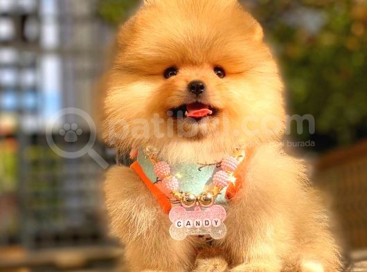 Orange Di̇şi̇ Pomerani̇an Boo görsel