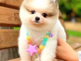 Party Colour Ayi Surat Pomerani̇an