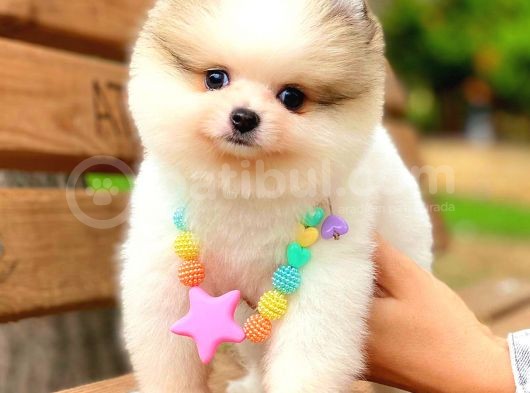 Party Colour Ayi Surat Pomerani̇an görsel