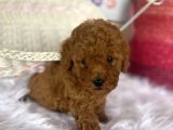 Toy Poodle Kahverengi Kayısı Safkan Orjinal Gerçek Garantili