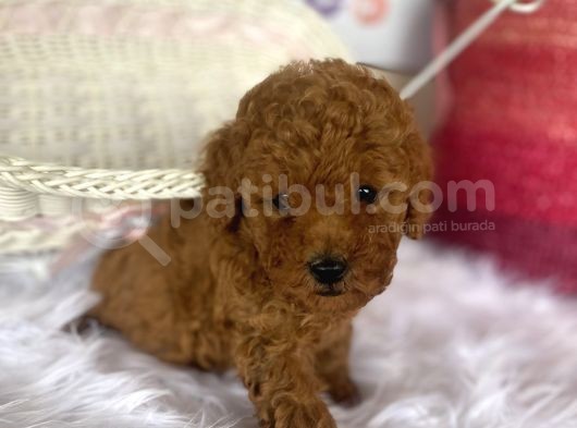 Toy Poodle Kahverengi Kayısı Safkan Orjinal Gerçek Garantili görsel