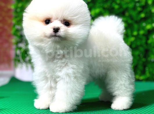 Orji̇nal Pomerami̇an Boo