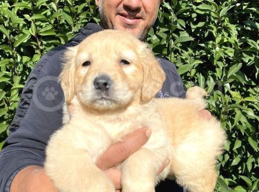 Irk Garantili Golden Yavrularımız Burkem Den görsel