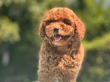 Mi̇ni̇ Boy Toy Poodle Bebekler