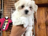 Irk Garantili Maltes Terrier Yavrularımız Burkem Den