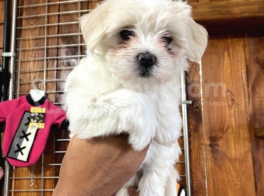 Irk Garantili Maltes Terrier Yavrularımız Burkem Den görsel