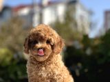 Sevimli Toy Poodle Bebekler