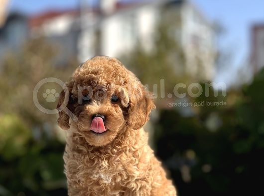 Sevimli Toy Poodle Bebekler