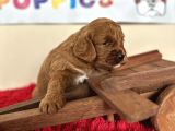Tüy Dökmez Orjinal Malti̇poo Safkan Garantili Her Boyut