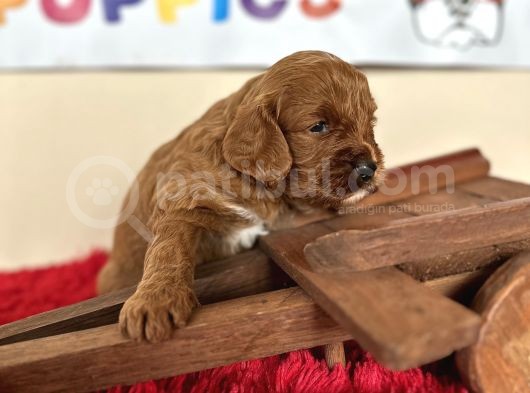 Tüy Dökmez Orjinal Malti̇poo Safkan Garantili Her Boyut görsel