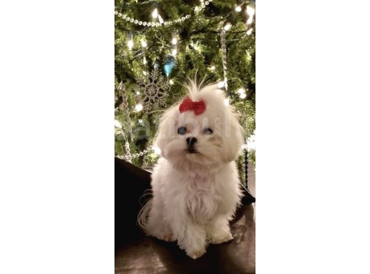 Malteseterrier Sıfır Boy Safkan Orjinal Kar Beyaz Gerçek Garantili görsel