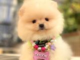 Teacup Mi̇ni̇ Boy Krem Di̇şi̇ Pomerani̇an