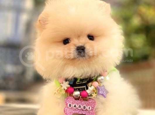 Teacup Mi̇ni̇ Boy Krem Di̇şi̇ Pomerani̇an görsel