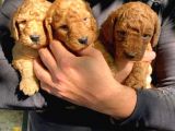 A Secereli̇ Poodle Yavrularımız Burkem Den