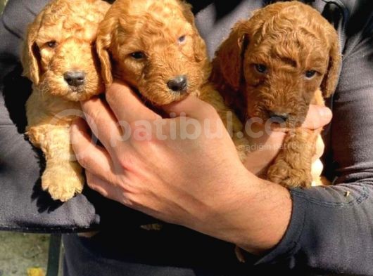A Secereli̇ Poodle Yavrularımız Burkem Den