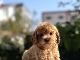 Sevimli Toy Poodle Bebekler