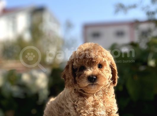 Sevimli Toy Poodle Bebekler görsel
