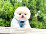 Teddy Face Boo Pomeranian Yavrular