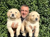Irk Garantili Golden Yavrularımız Burkem Den