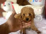 Toy Poodle Kahverengi Kayısı Safkan Orjinal Gerçek Garantili