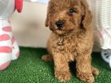 Toy Poodle Kahverengi Kayısı Safkan Orjinal Gerçek Garantili