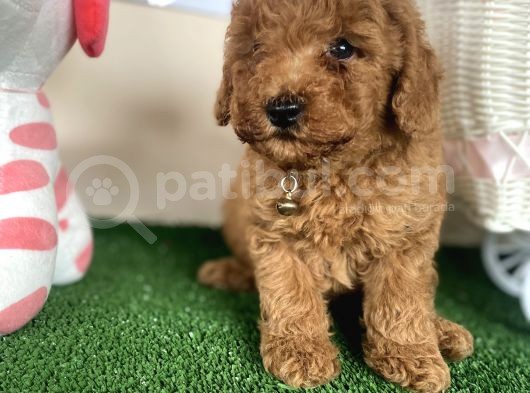 Toy Poodle Kahverengi Kayısı Safkan Orjinal Gerçek Garantili görsel