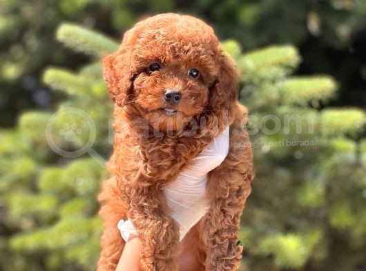 Mi̇ni̇ Boy Toy Poodle Bebekler görsel
