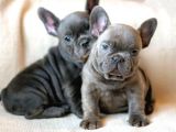 Blue Gri Mavi Gözlü Füme Safkan Fransızbulldog Orjinal Garantili
