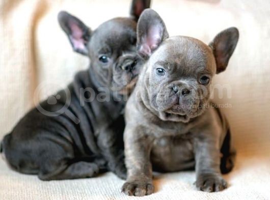 Blue Gri Mavi Gözlü Füme Safkan Fransızbulldog Orjinal Garantili görsel