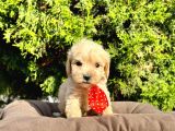 Orji̇nal Malti̇po Yavrular