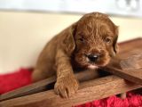 Tüy Dökmez Orjinal Malti̇poo Safkan Garantili Her Boyut