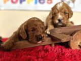 Tüy Dökmez Orjinal Malti̇poo Safkan Garantili Her Boyut