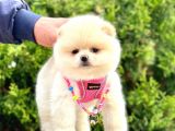 Ayıcık Surat Boo Pomeranian Yavrular