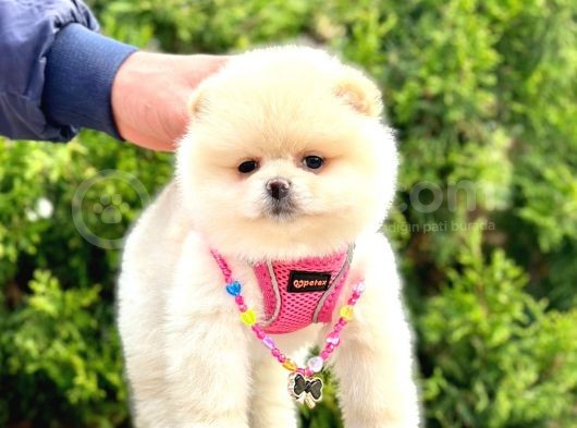 Ayıcık Surat Boo Pomeranian Yavrular