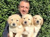Irk Garantili Golden Yavrularımız Burkem Den