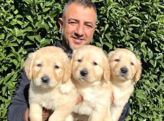 Irk Garantili Golden Yavrularımız Burkem Den görsel