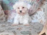 Irk Garantili Maltes Terrier Yavrularımız Burkem Den