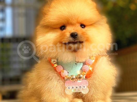Orange Di̇şi̇ Pomerani̇an Boo görsel