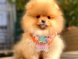 Orange Di̇şi̇ Pomerani̇an Boo