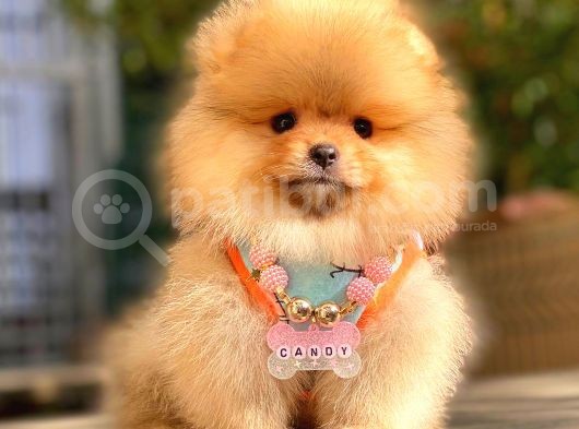 Orange Di̇şi̇ Pomerani̇an Boo