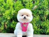 Safkan Teddy Bear Pomeranian Boo Yavrularımız