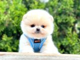 Teddy Face Boo Pomeranian Yavrular