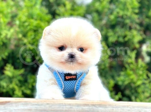 Teddy Face Boo Pomeranian Yavrular görsel