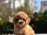 Sevimli Toy Poodle Bebekler