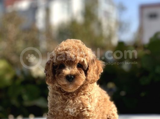 Sevimli Toy Poodle Bebekler görsel