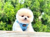 Teddy Face Boo Pomeranian Yavrular