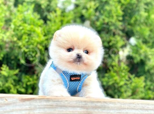 Teddy Face Boo Pomeranian Yavrular görsel