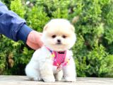 Ayıcık Surat Boo Pomeranian Yavrular